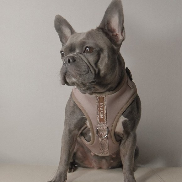 PETsRUS Premium No Pull Dog Harness 2 Leash Clips Brown Snake Leather Neoprene - Picture 8 of 8